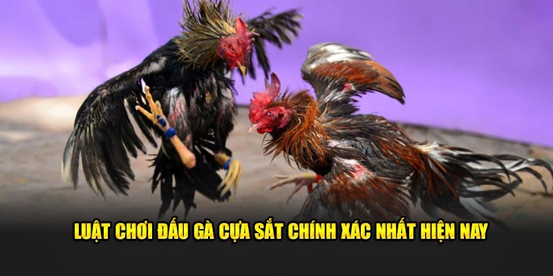 Luật chơi đấu gà cựa sắt chính xác nhất hiện nay Luật chơi đấu gà cựa sắt chính xác nhất hiện nay